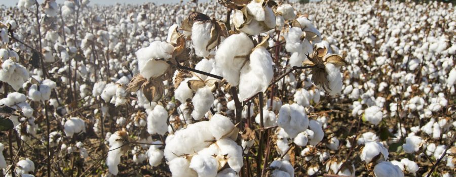 Organic Cotton—Is This Really Necessary?