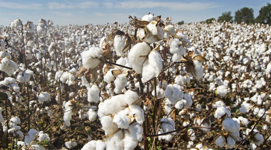 Organic Cotton—Is This Really Necessary?
